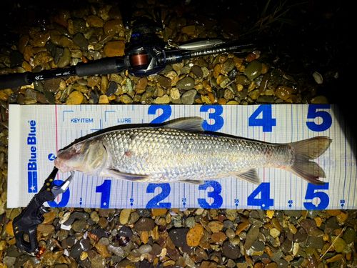 ニゴイの釣果