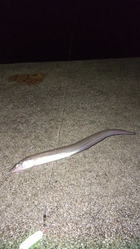 アナゴの釣果