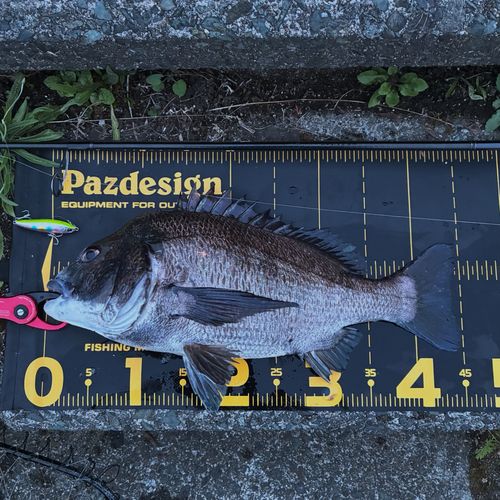 チヌの釣果