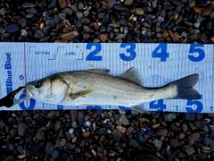 フッコ（マルスズキ）の釣果
