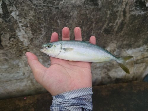 ワカシの釣果
