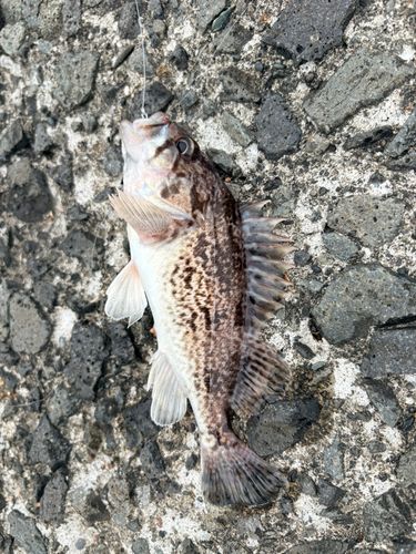 クロソイの釣果