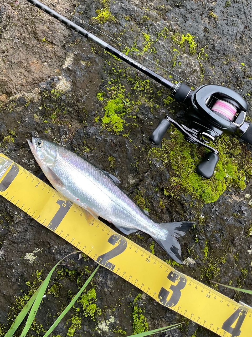 SHIMANO 20ルナミス B86Mの最安値・インプレ・釣果 | 本音の口コミが