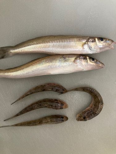 シロギスの釣果