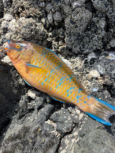 ヒブダイの釣果