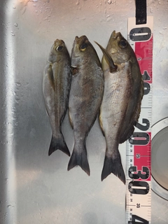 イサキの釣果