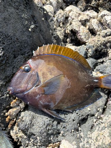 ニセカンランハギの釣果