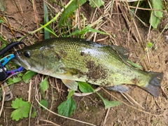 ラージマウスバスの釣果
