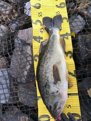 ブラックバスの釣果