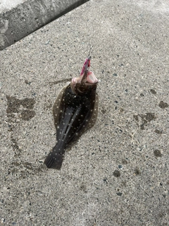 ソゲの釣果