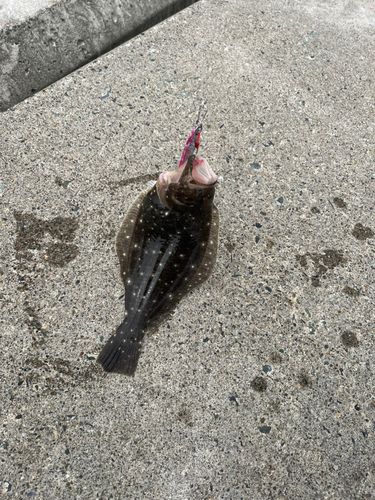 ソゲの釣果