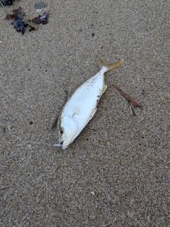 ショゴの釣果