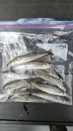 キスの釣果