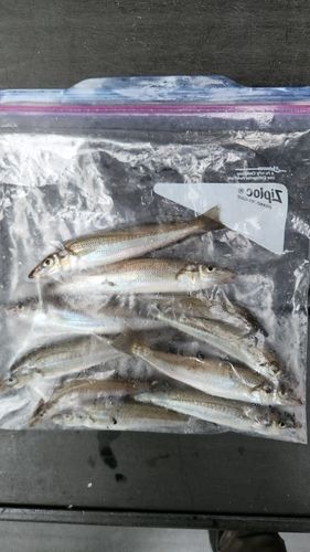キスの釣果