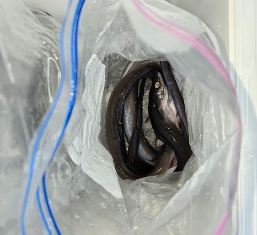 アナゴの釣果