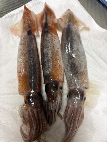 ムギイカの釣果