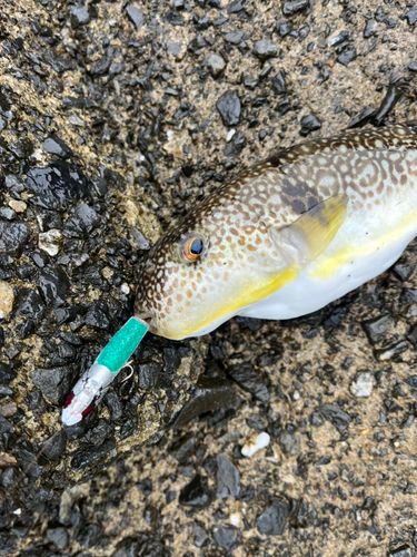 ショウサイフグの釣果