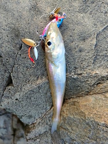 キスの釣果