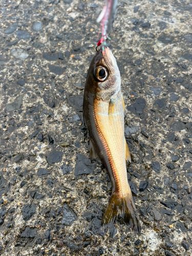 ムツの釣果