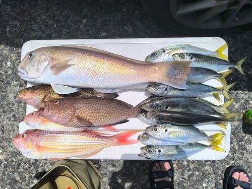 シロアマダイの釣果