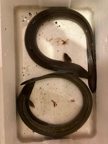 ウナギの釣果