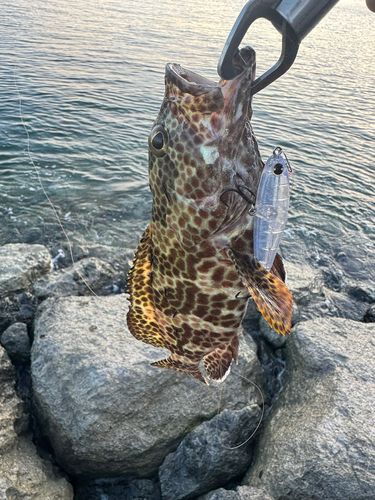 イシミーバイの釣果