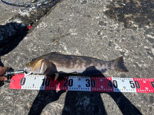 アブラコの釣果