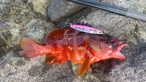アカハタの釣果