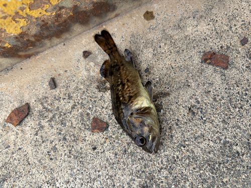 ガヤの釣果