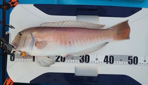 シロアマダイの釣果