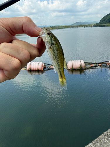 ラージマウスバスの釣果