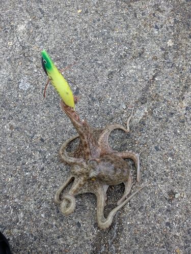タコの釣果