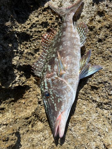 キツネフエフキの釣果