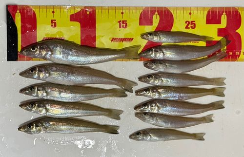 シロギスの釣果