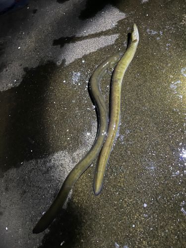 ウナギの釣果