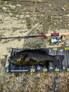 スモールマウスバスの釣果
