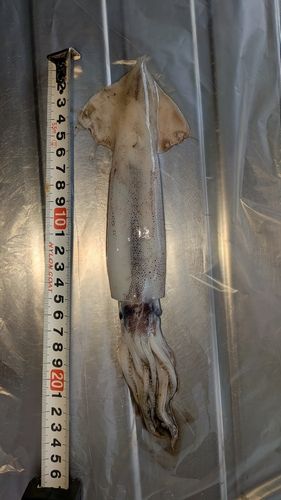 スルメイカの釣果