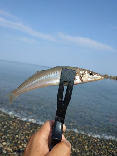 キスの釣果