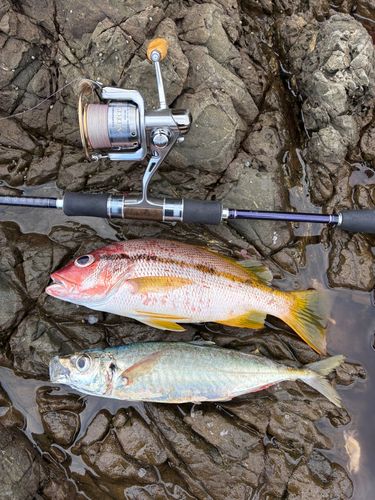 ヨコスジフエダイの釣果