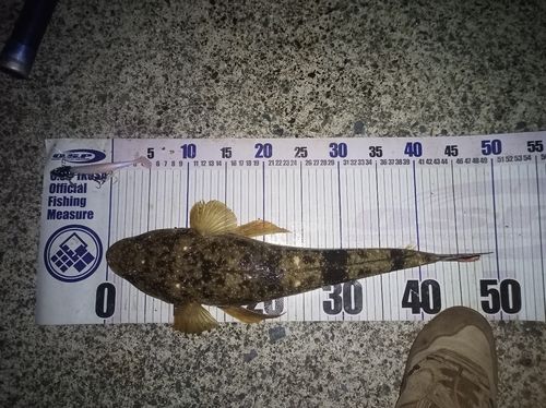 マゴチの釣果