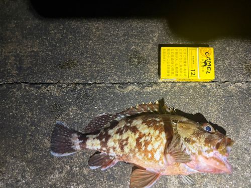 カサゴの釣果