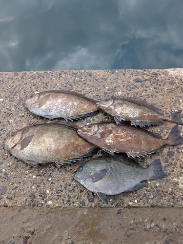 バリの釣果