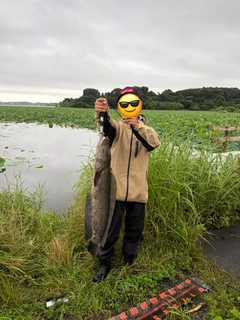 ライギョの釣果