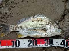 キビレの釣果