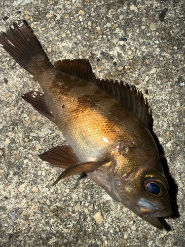 メバルの釣果
