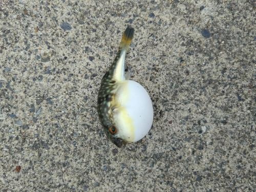 フグの釣果