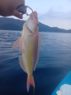 イトヨリダイの釣果