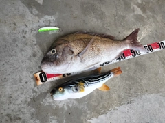 マダイの釣果