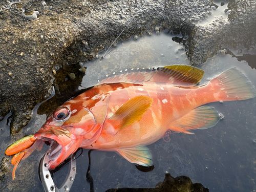 アカハタの釣果