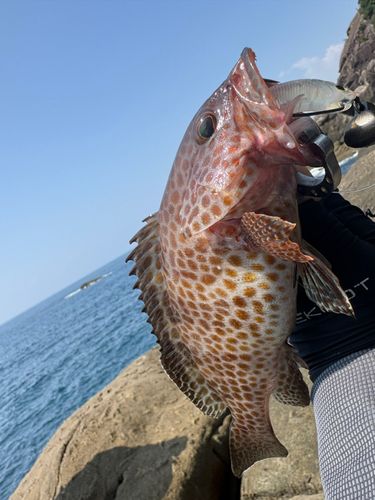オオモンハタの釣果